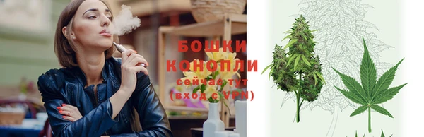 прущие грибы Новозыбков