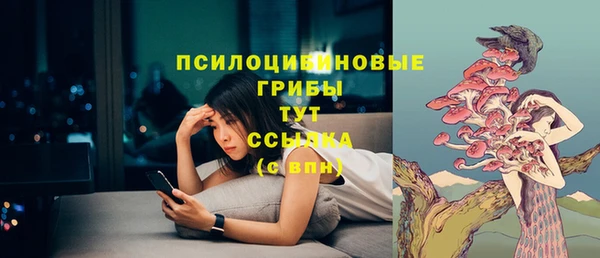 прущие грибы Новозыбков