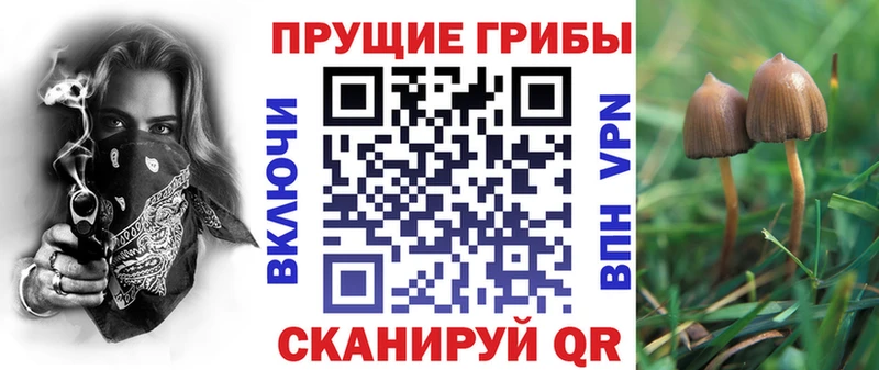 закладка  Лакинск  Галлюциногенные грибы Psilocybine cubensis 